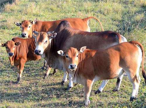 HOW DO FARMS TREAT COW DUNG INTO ORGANIC FERTILIZER