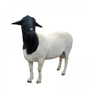 SHEEP MANURE ORGANIC FERTILIZER PRODUCTION LINE